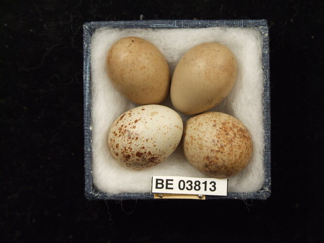Four bird eggs in box with specimen labels.