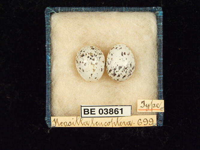 Two bird eggs in box with specimen labels.