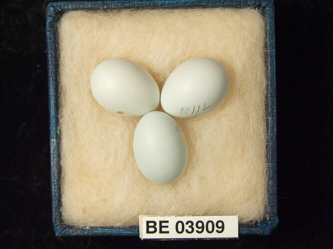 Three bird eggs in box with specimen labels.