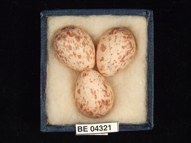 Three bird eggs in box with specimen labels.