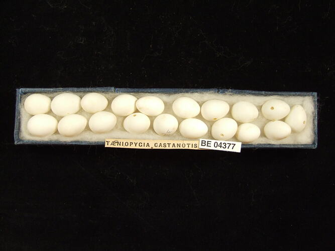 Nineteen bird eggs in box with specimen labels.