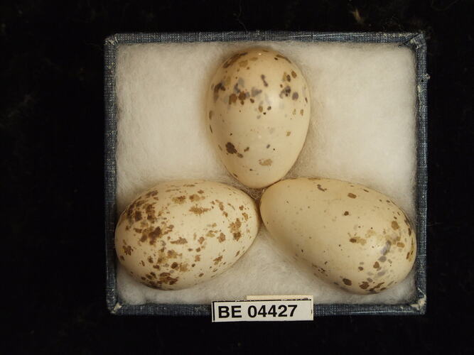 Three bird eggs in box with specimen labels.