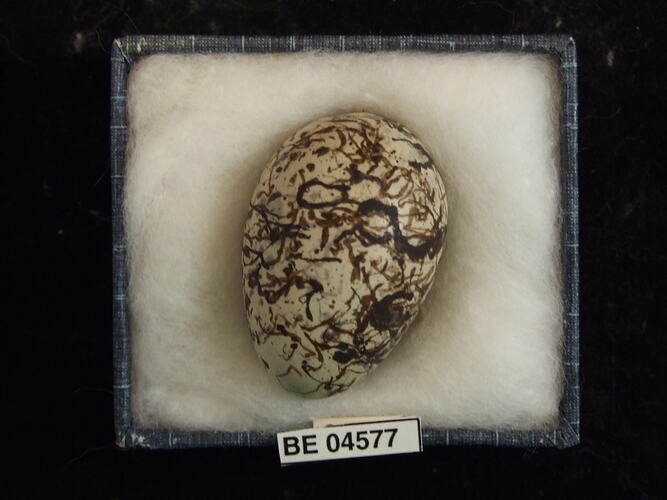 Bird egg with specimen labels in box.