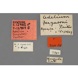 Entomology type specimen labels.