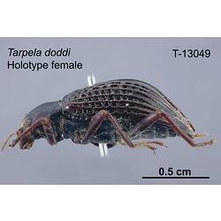 Beetle specimen, female, lateral view.