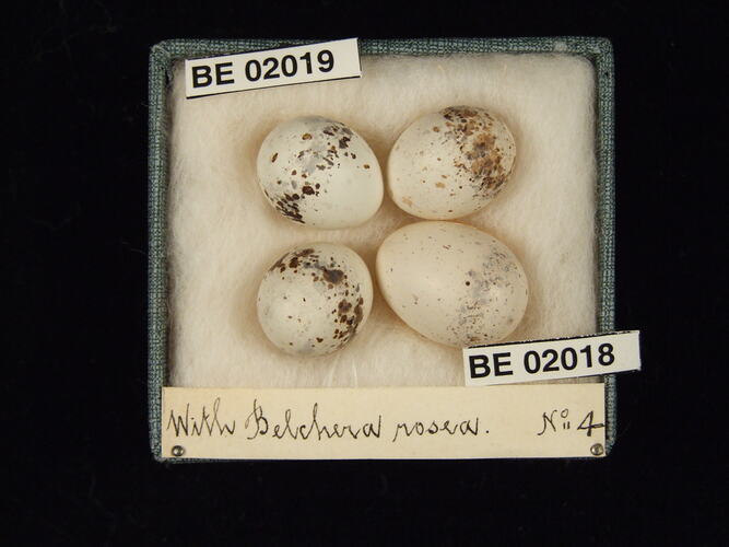 Four bird eggs with specimen labels in box.