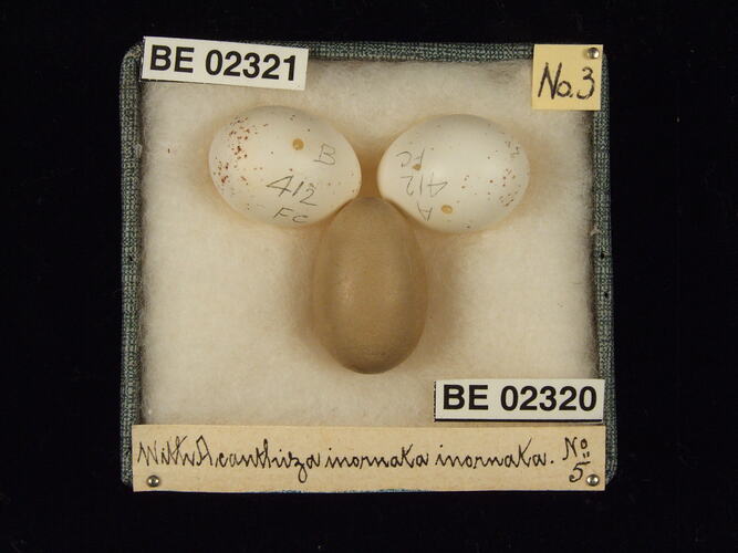 Three bird eggs in box with specimen labels.