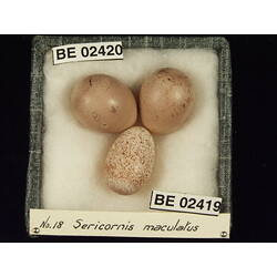 <em>Sericornis frontalis maculatus</em>