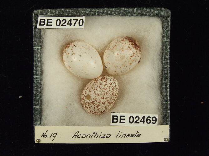 Three bird eggs with specimen labels in box.