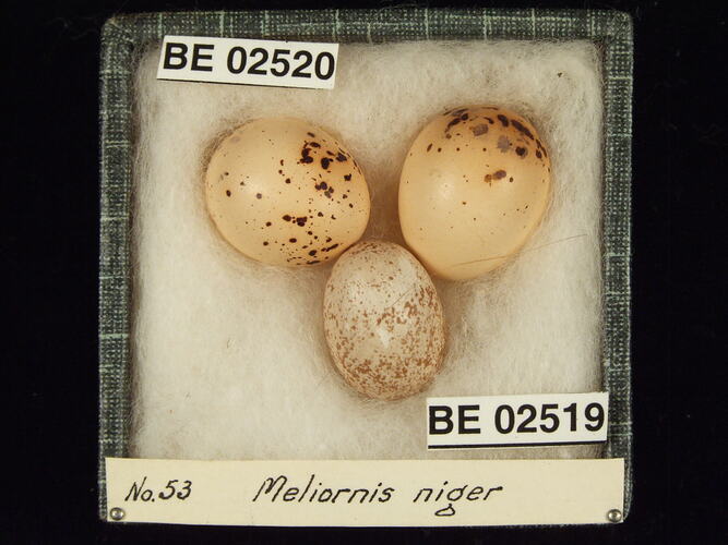Three bird eggs with specimen labels in box.