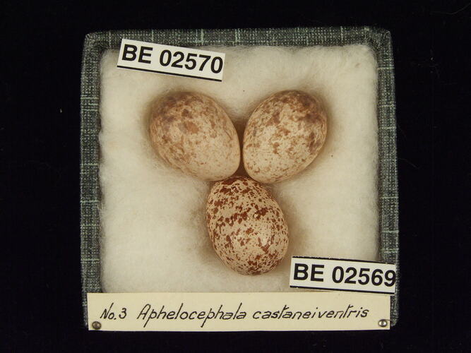 Three bird eggs with specimen labels in box.