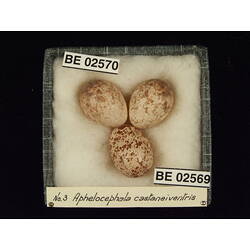 <em>Aphelocephala pectoralis</em>