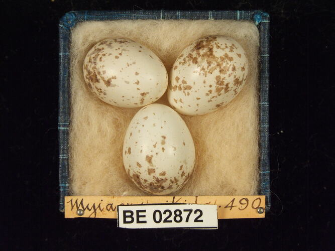Three bird eggs with specimen labels in box.
