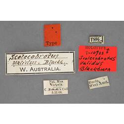Entomology type specimen labels.