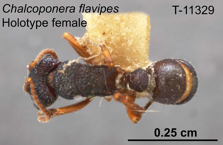 Ant specimen, female, dorsal view.