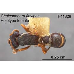 Ant specimen, female, dorsal view.