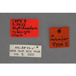 Entomology type specimen labels.