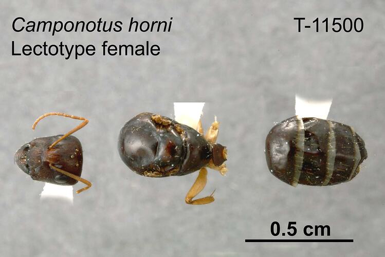 Ant specimen, female, dorsal view.