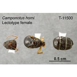 <em>Camponotus horni</em> Clark, 1930