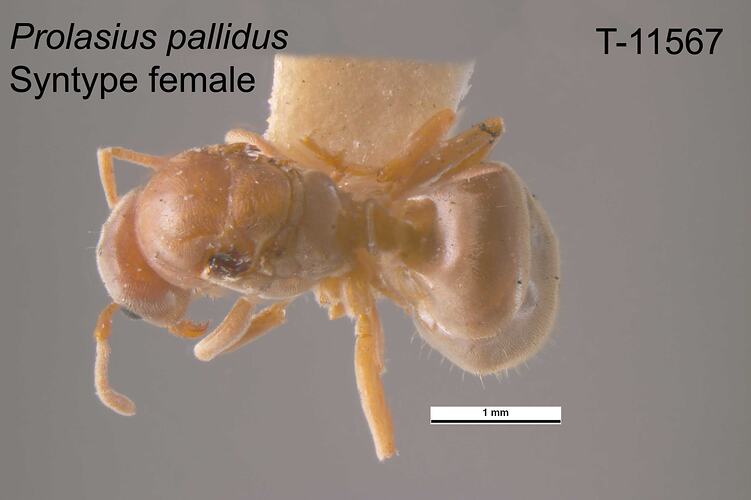 Ant specimen, female, dorsal view.
