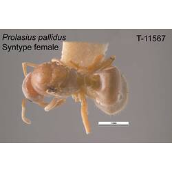 Ant specimen, female, dorsal view.