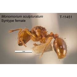Ant specimen, female, lateral view.
