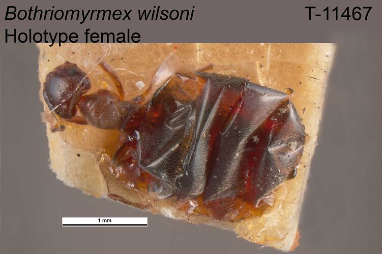 Ant specimen, female, dorsal view.