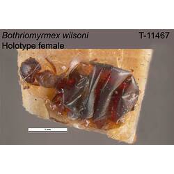 Ant specimen, female, dorsal view.