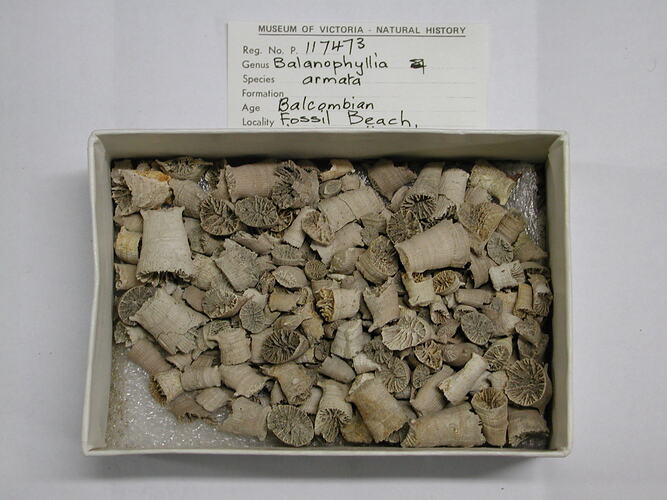 Cardboard box containing fossil coral pieces.
