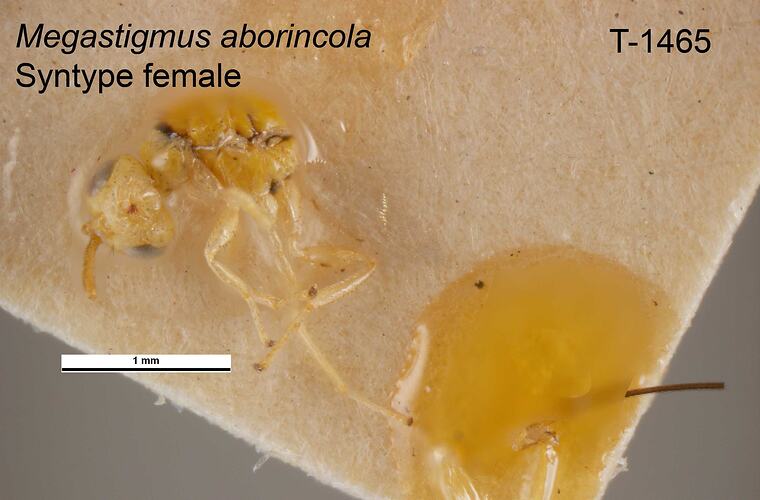 Wasp specimen, female, lateral view.