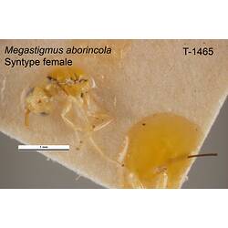 Wasp specimen, female, lateral view.