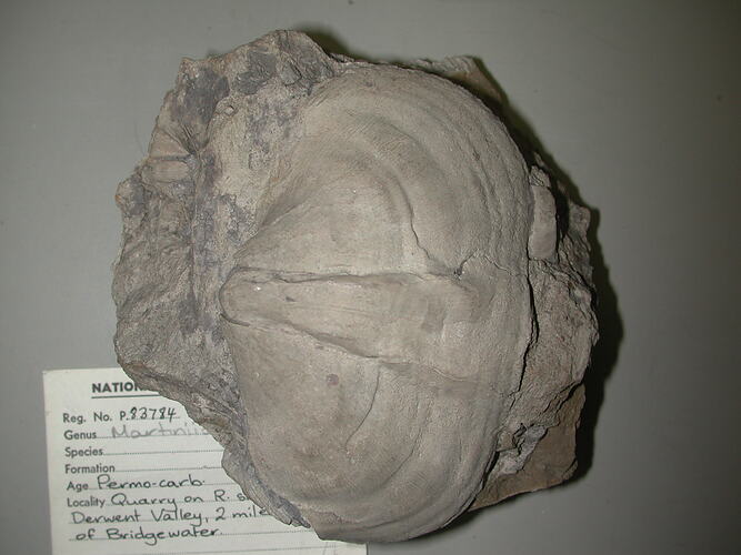Brachiopod fossil on rock beside specimen label.
