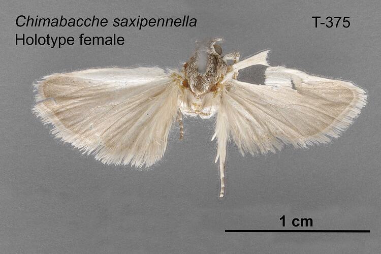 Moth specimen, female, dorsal view.