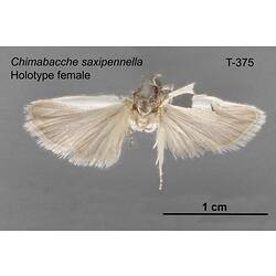 Moth specimen, female, dorsal view.