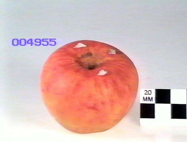 Apple Model - Bismarck