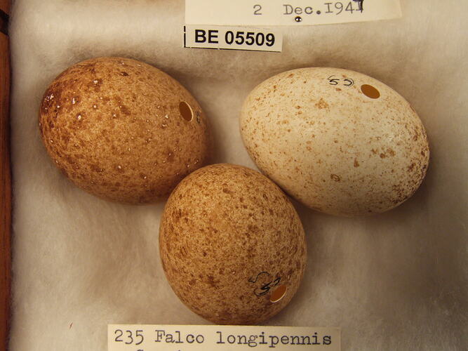 Three bird eggs with specimen labels.