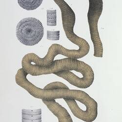 Lithographic colour proof - The Giant Earth-worm, Megascolides australis McCoy 1878, by Arthur Bartholomew