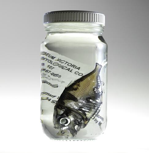 Fish and labels in jar of ethanol.