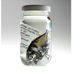 Fish and labels in jar of ethanol.