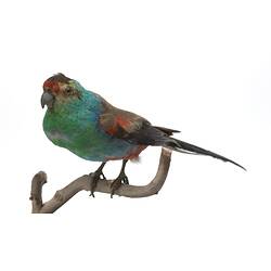 <em>Psephotus pulcherrimus</em>, Paradise Parrot, mount.  Registration no. B 21496.