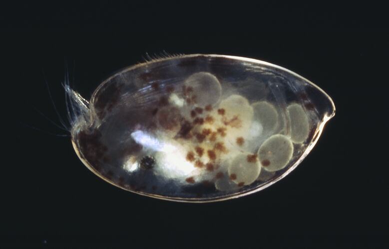 Side view of ostracod specimen.