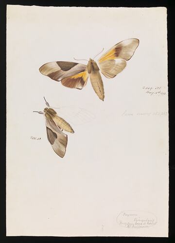 Coloured drawing of two moths.