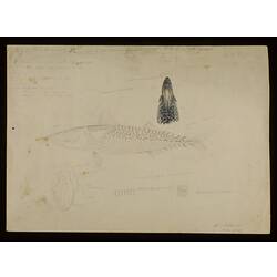 Blue Mackerel, Scomber australasicus. Drawing.