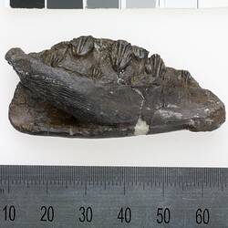 Fragment of dinosaur jaw with teeth.