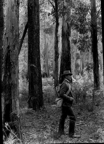 Lantern Slide - Bush Walker, Upper Yarra Track, Victoria, 1904-1907. [BA 1930]