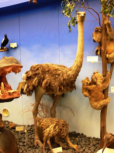 Ostrich specimen on display in museum gallery.