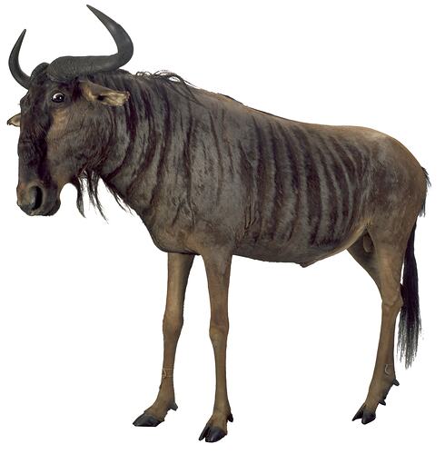 Wildebeest specimen, side-front view.
