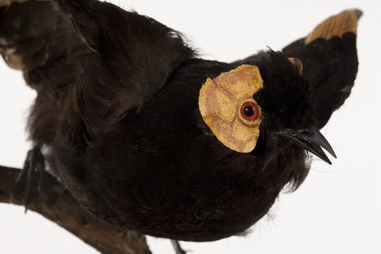 Black bird specimen with yellow patch around eye.