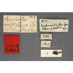 Handwritten specimen labels.
