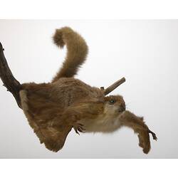 Flying squirrel specimen, mounted as though gliding.